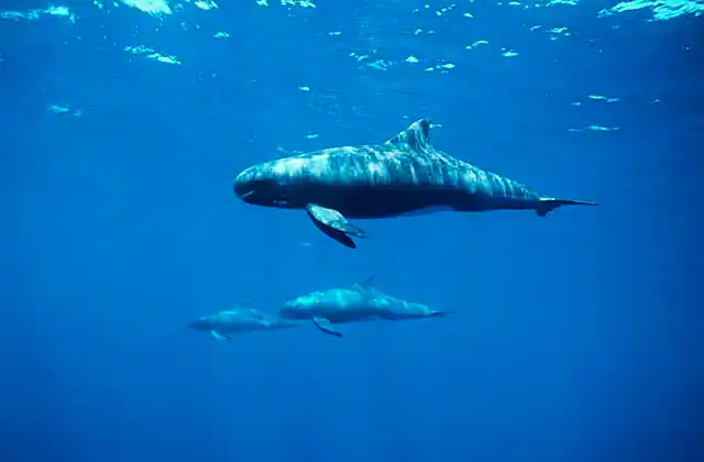 Pygmy Killer Whales (Feresa attenuata)