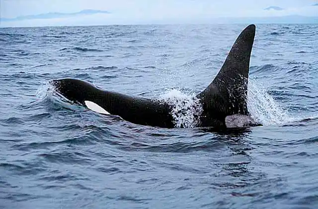 Killer Whale (Orcinus orca) Adult rising to the surface showing distinctive tall dorsal fin identifying it as a mature male.