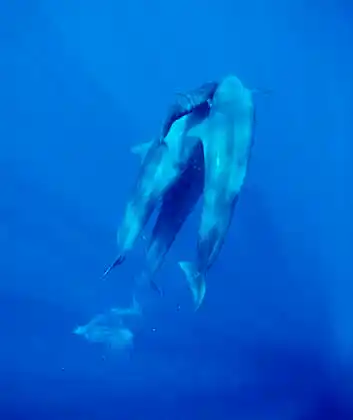 False Killer Whales (Pseudorca crassidens) Adults and calf feeding on Yellowfin Tuna (Thunnus albacares)